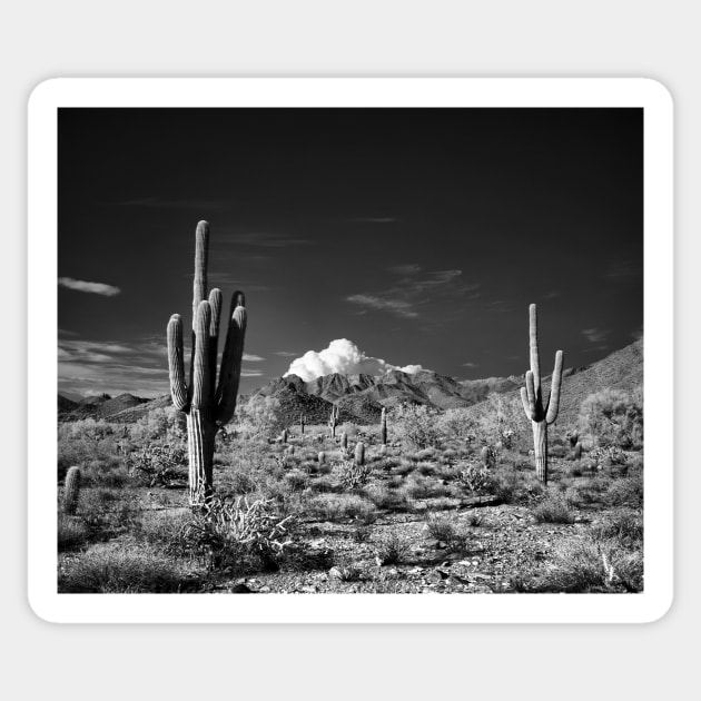 McDowell Sonoran Preserve, Scotsdale Arizona Sticker by rodneyj46